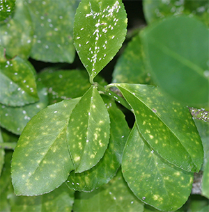 Winged Euonymus Scale